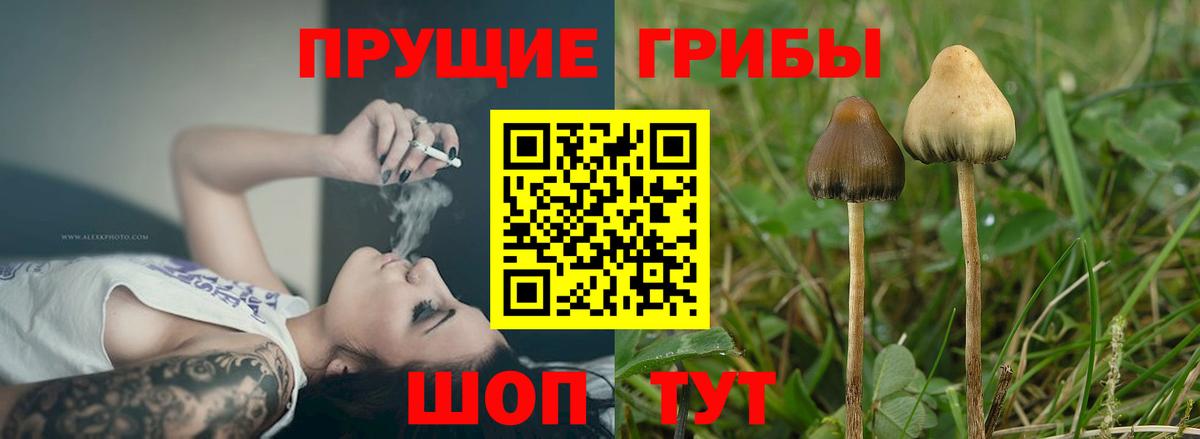 Псилоцибиновые грибы Cubensis Щёлково